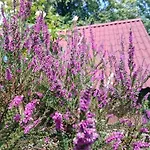In Suettorf With Swimming Pool Sottorf